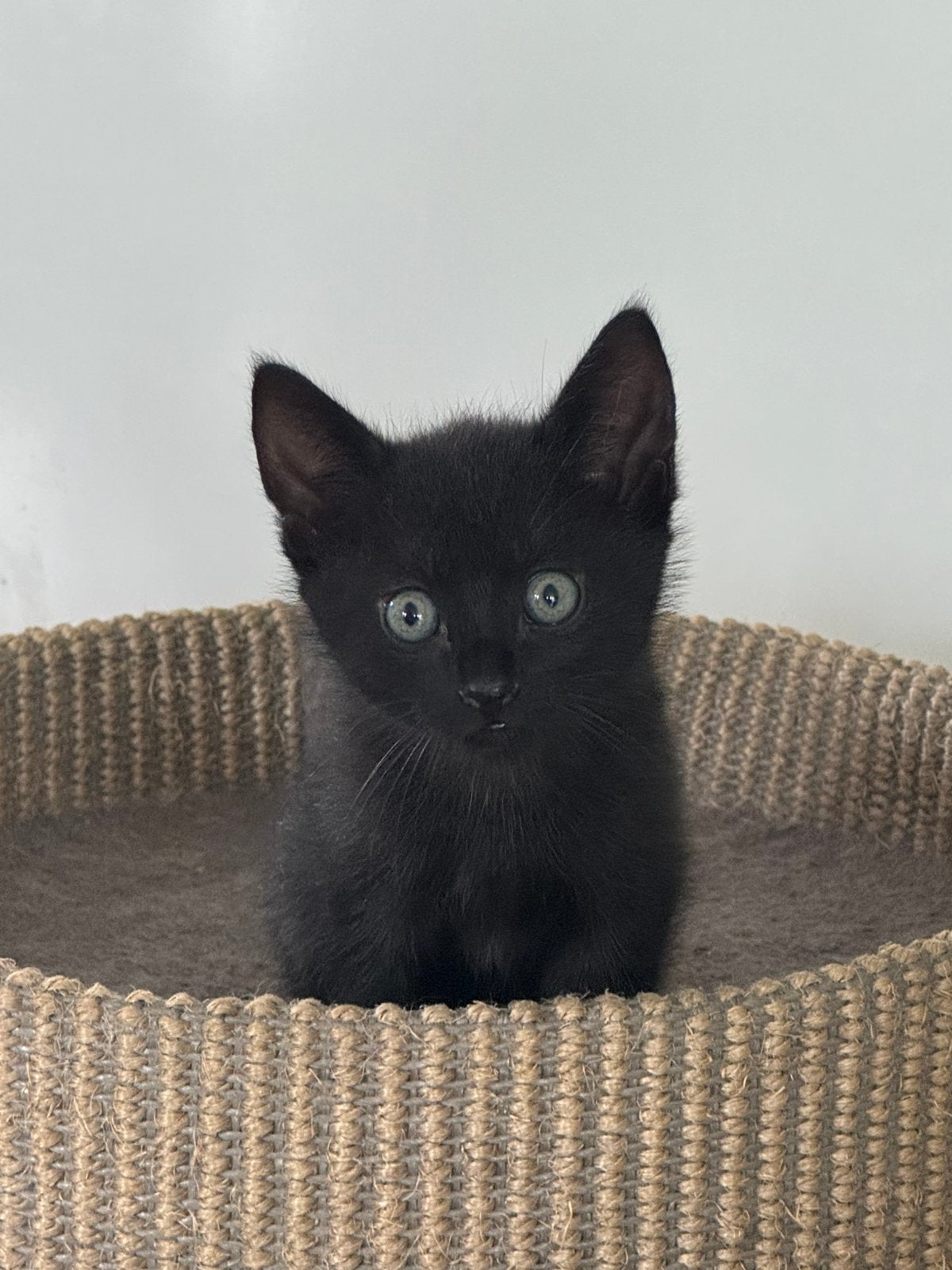 Lieve kittens te koop, Meerdere dieren, Ontwormd