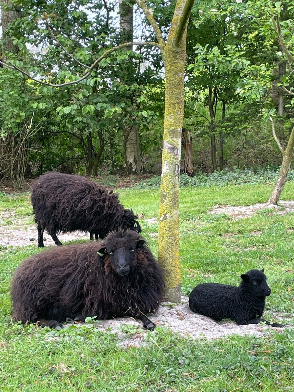 Ouessant ooi met ooi lam, Dieren en Toebehoren, Vrouwelijk, Schaap