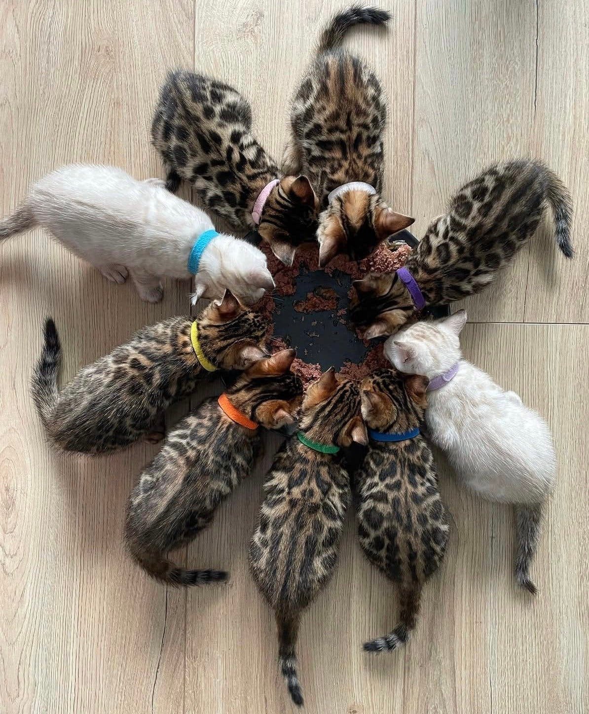 Royale bengaalse kittens - bengalen, Dieren en Toebehoren, Meerdere dieren, Met stamboom