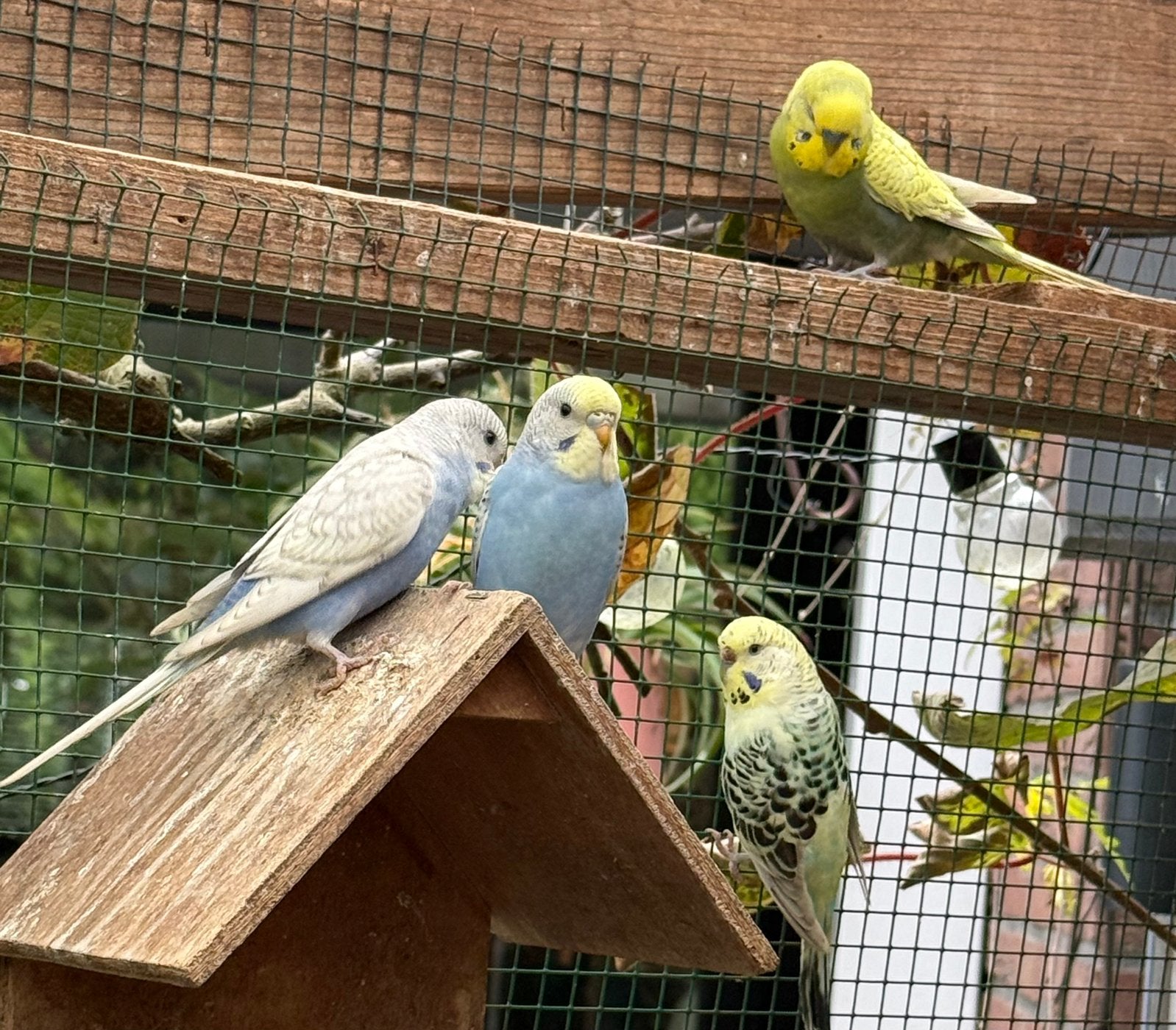 Te koop grasparkieten: 1 koppel en twee jongen zo uit blok, Meerdere dieren, Parkiet, Tam