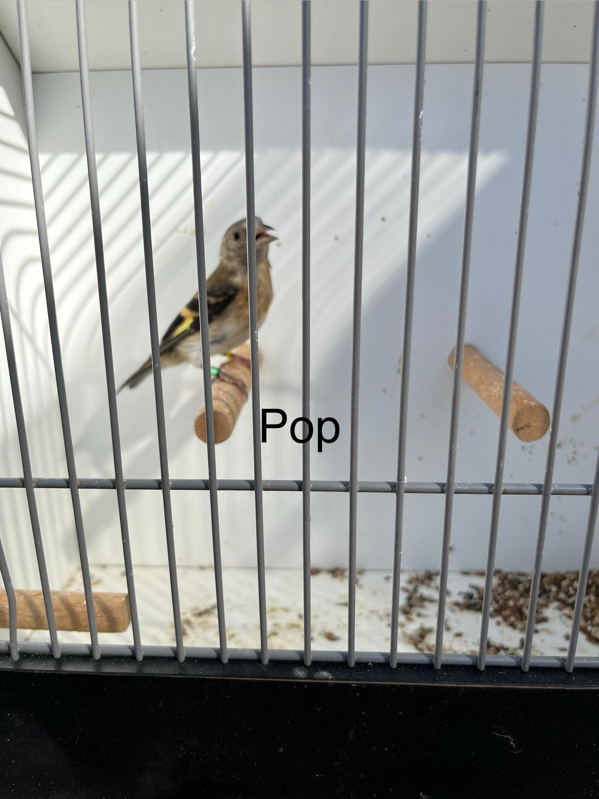 Putters 2026, Meerdere dieren, Wildzangvogel, Geringd