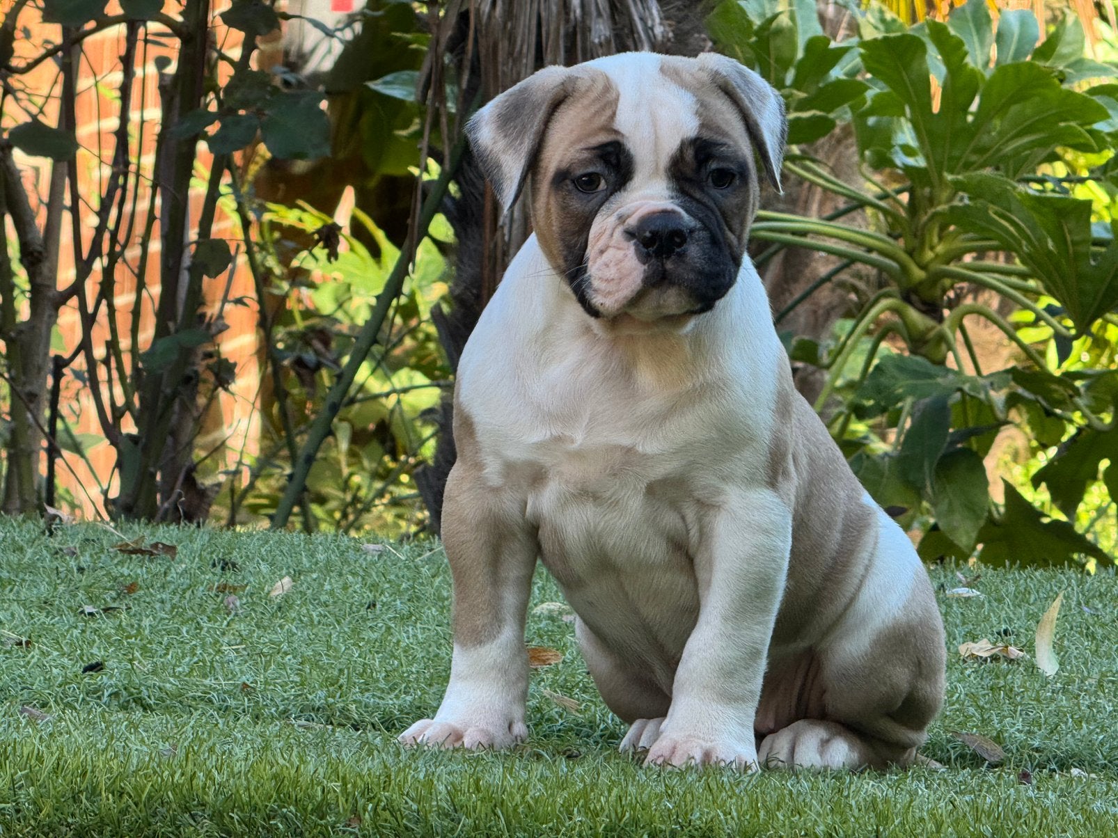 Amerikaanse Bulldog American Bulldog pups, Nederland, 8 tot 15 weken, Teef, Eén hond