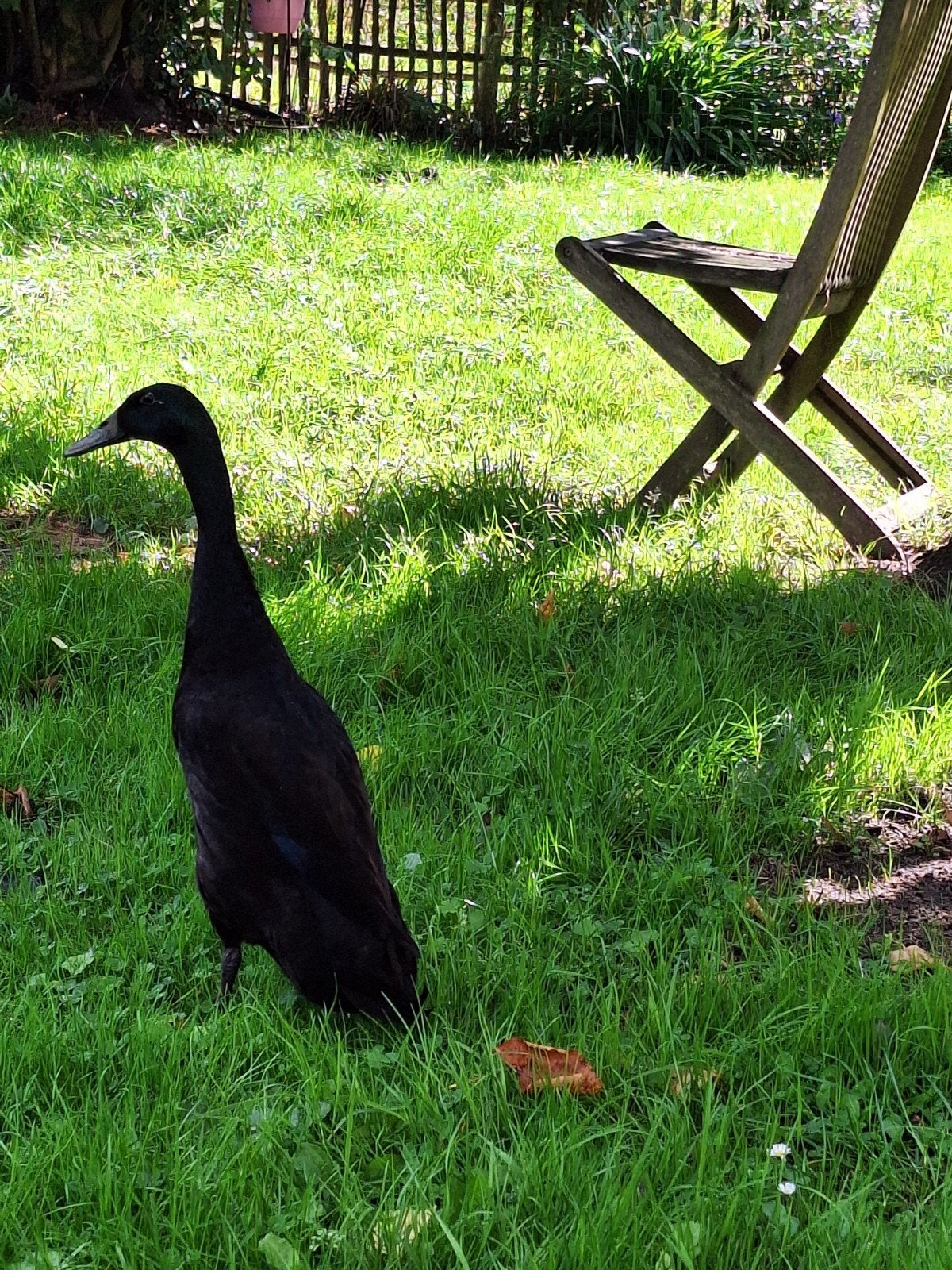 Indische loopeend woerd indigo, Mannelijk, Eend