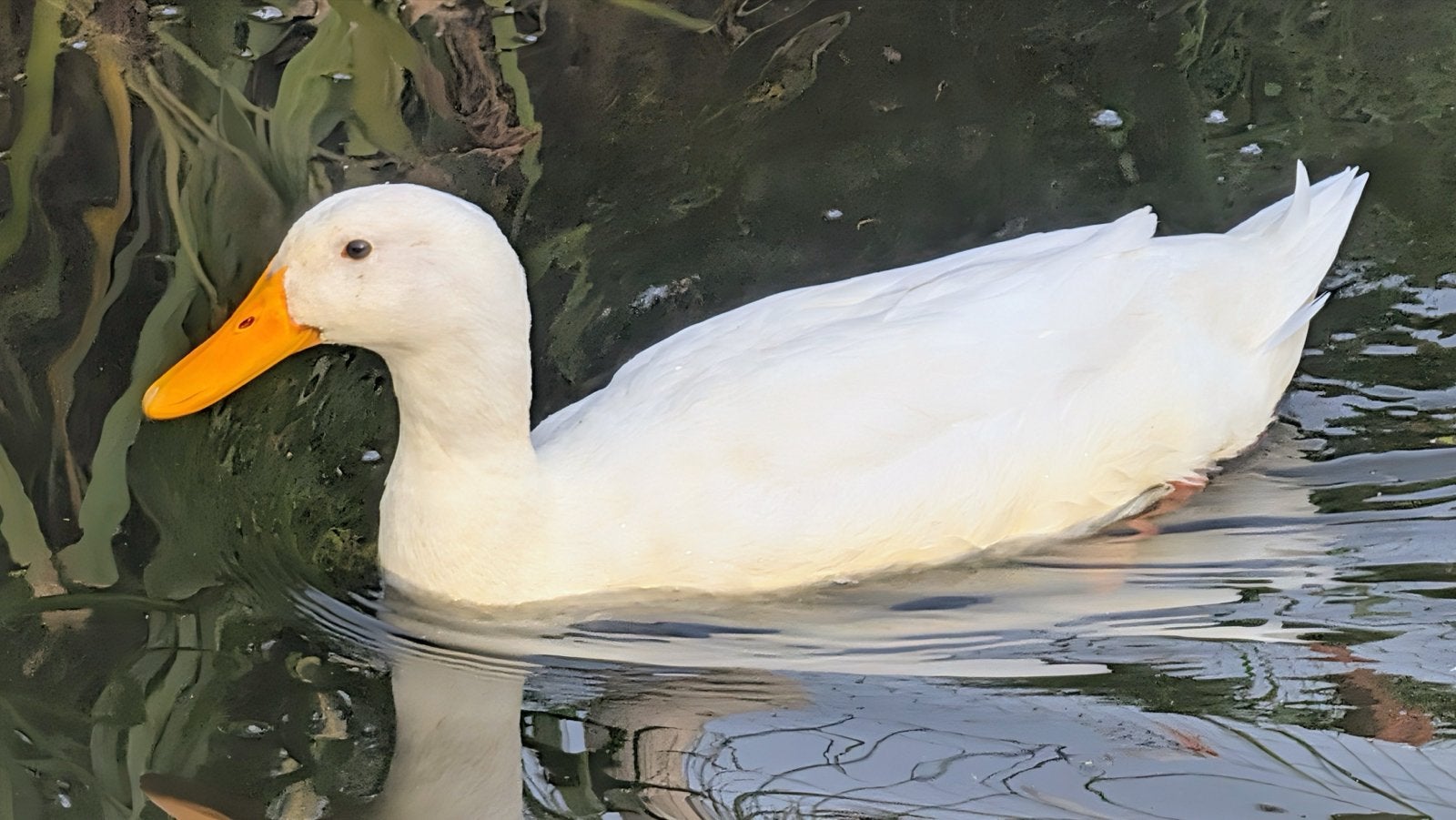 Witte loopeend jonge woerd, Dieren en Toebehoren, Mannelijk, Eend
