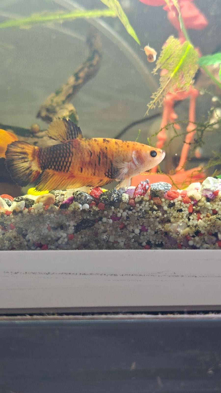giant betta fish, Dieren en Toebehoren, Vis