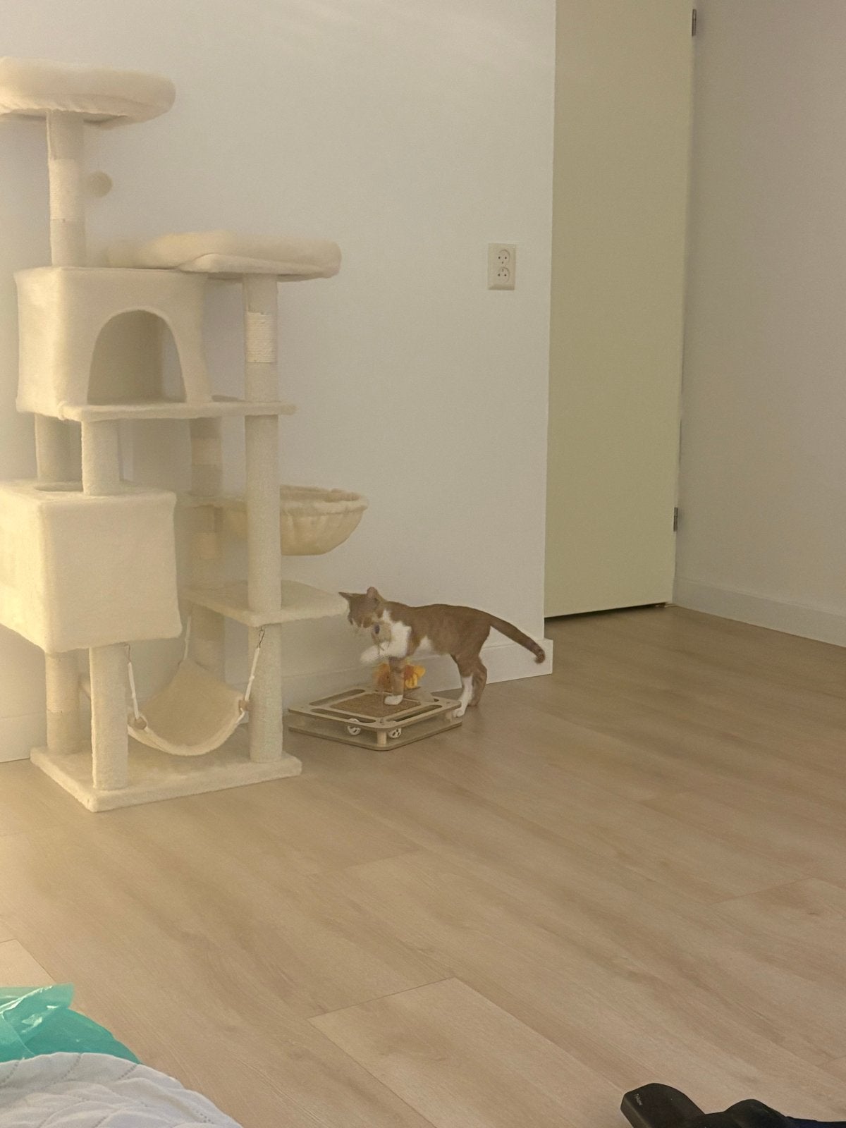 Kitten kater tje moet naar diervriendelijk nieuwe baas, Kater