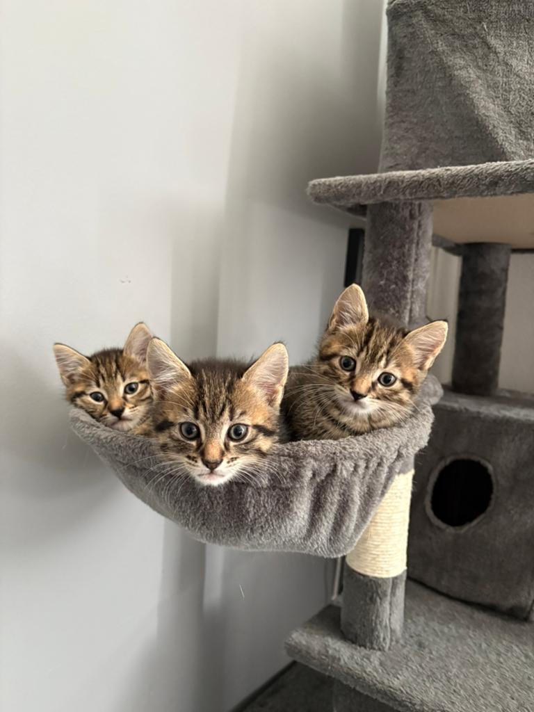 Maine coon  Europese korthaar kittens, Meerdere dieren