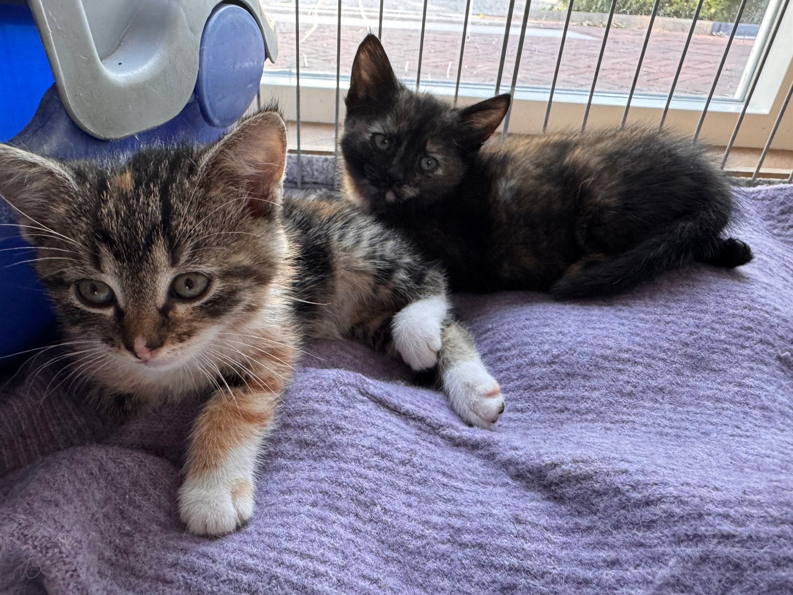 Schattige kittens, Meerdere dieren