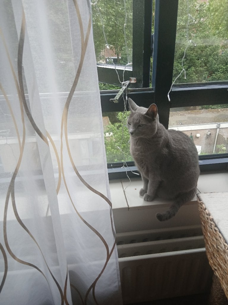 Lieve Blauwe Rus met stamboom zoekt een nieuw warm thuis, Poes, Met stamboom, 6 jaar of ouder