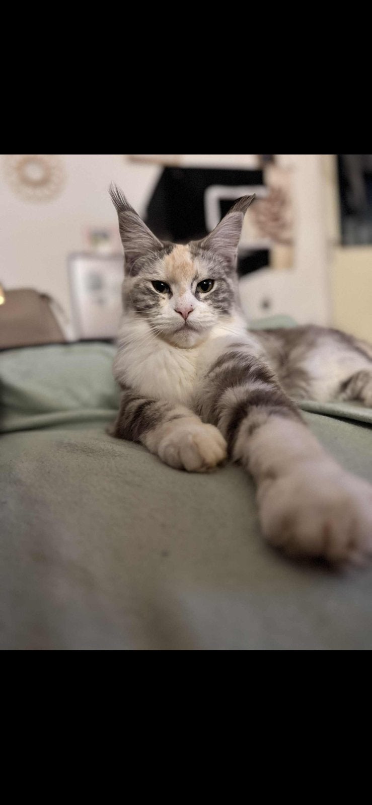 Poesjes Maine coon, Poes, Met stamboom, 0 tot 2 jaar
