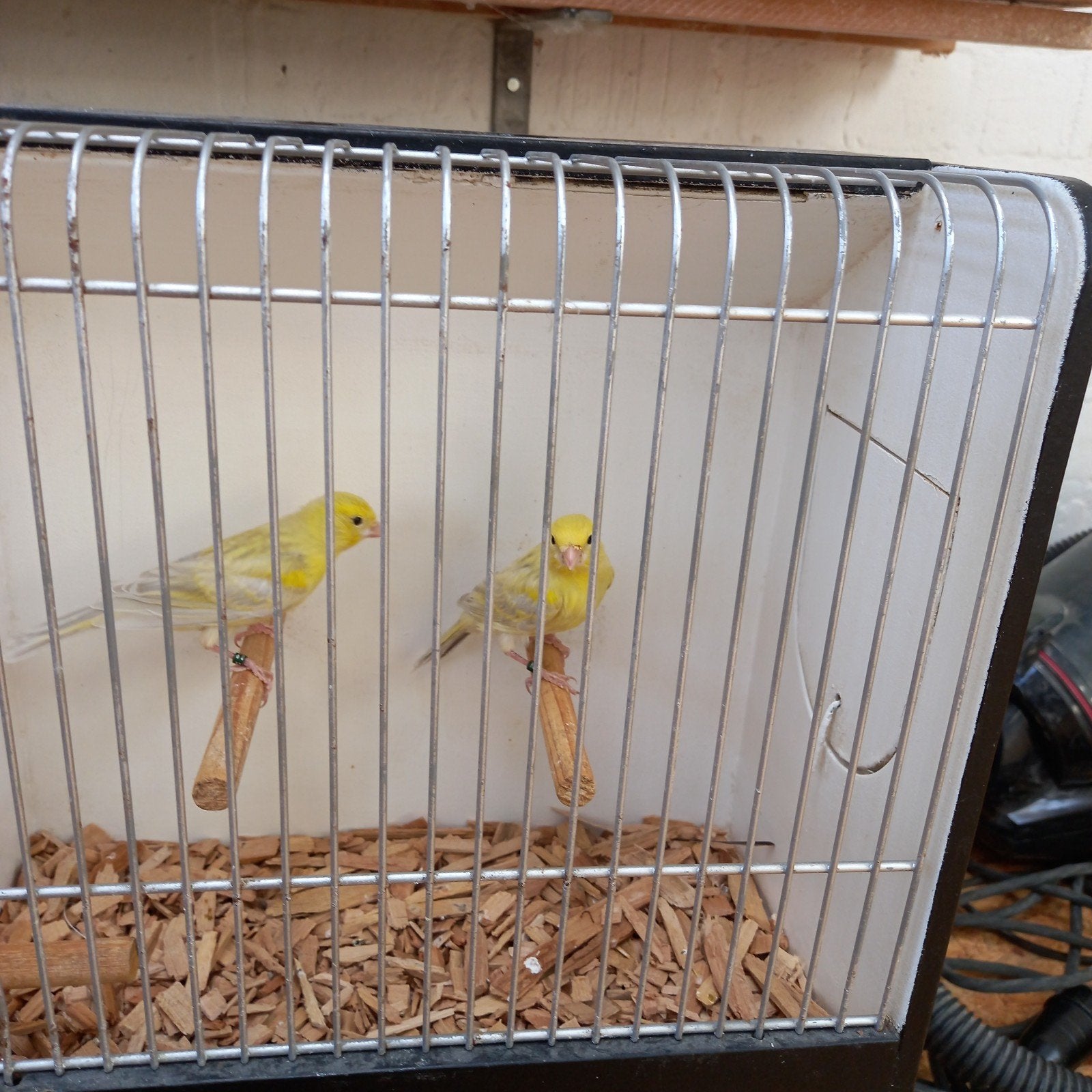Jonge agaat geel mozaiek mannen is €20.00 per stuk, Dieren en Toebehoren, Vogels | Kanaries, Mannelijk, Kleurkanarie