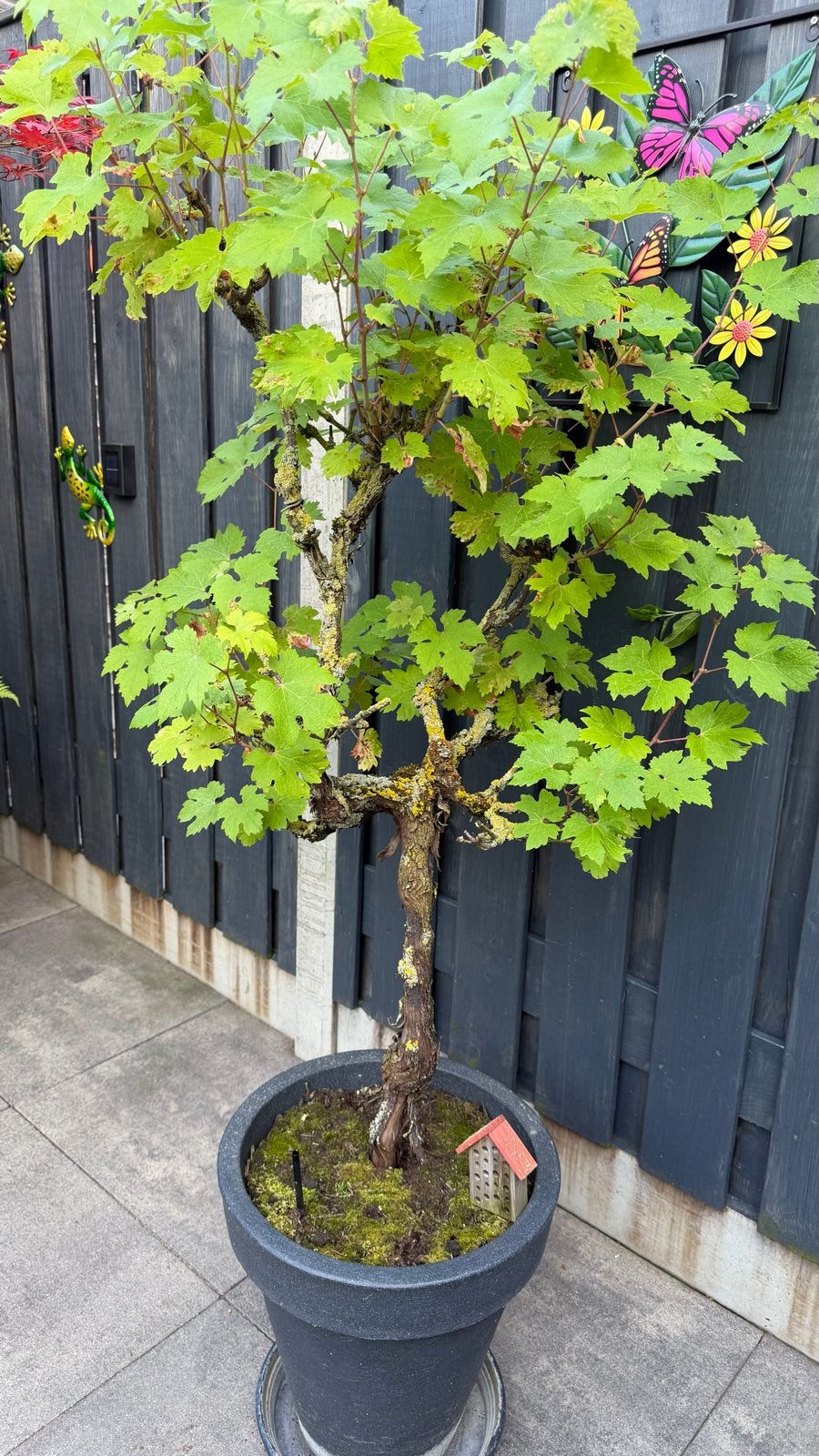 Druivenstruik (boom) in pot - Prachtige sierplant, Ophalen, Overige soorten, Struik, 100 tot 250 cm