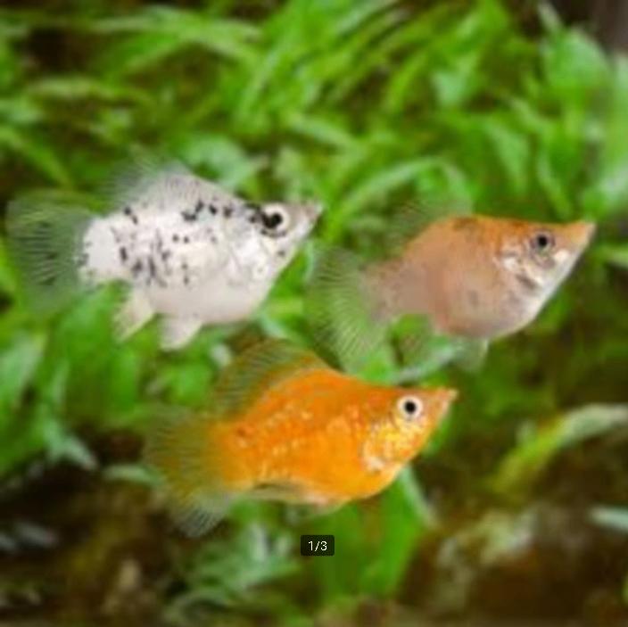 Balloon Molly mix - Koidreams Viswekerij, Dieren en Toebehoren, Vis, Zoetwatervis