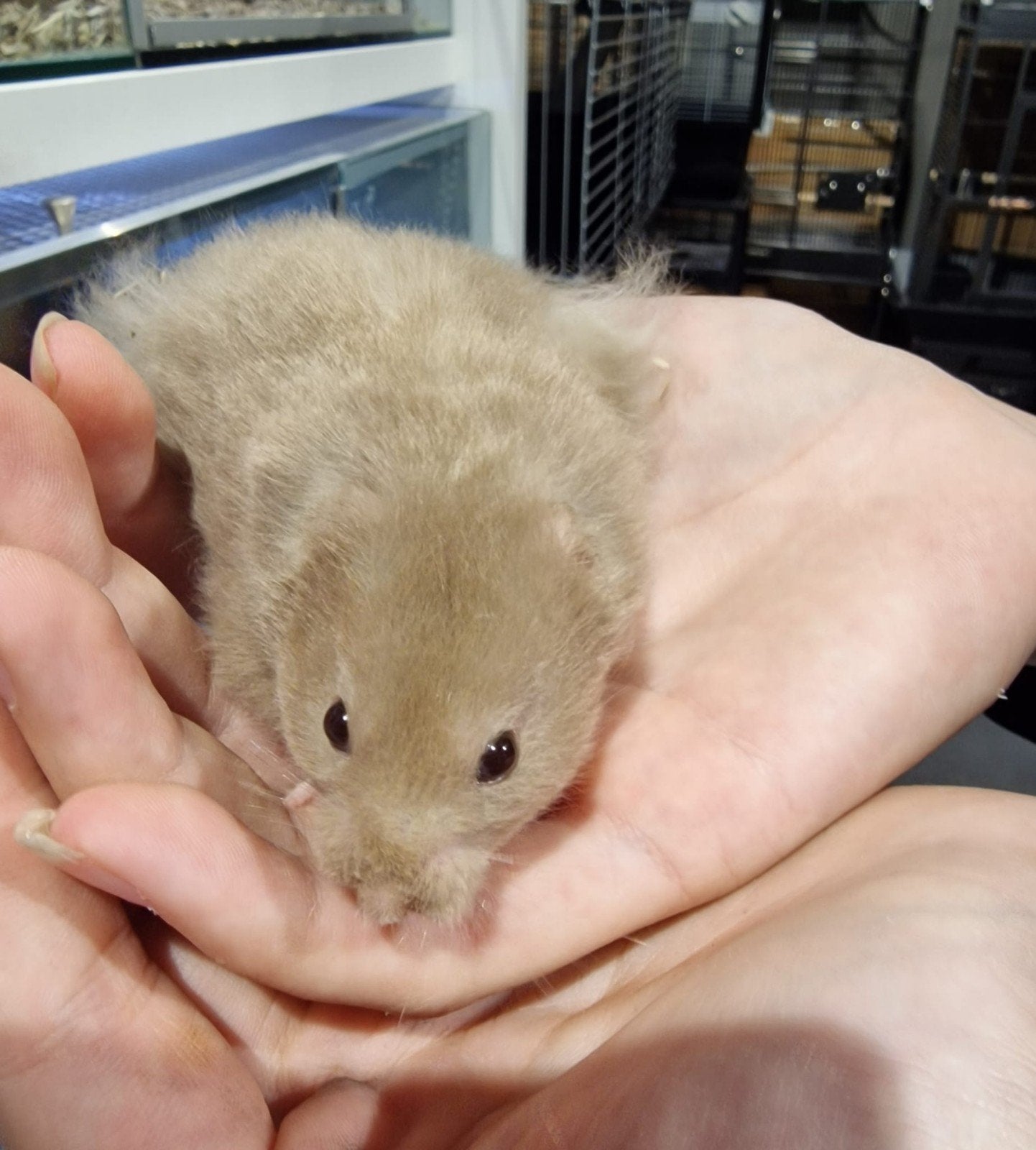 Foto 2 van Syrische hamsters super lief en super tam.