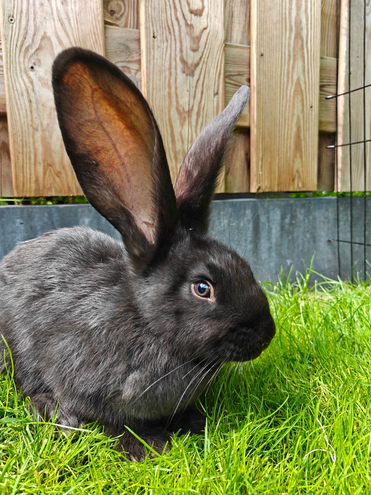 Lieve reuzen, Dieren en Toebehoren, Meerdere dieren, Groot, 0 tot 2 jaar