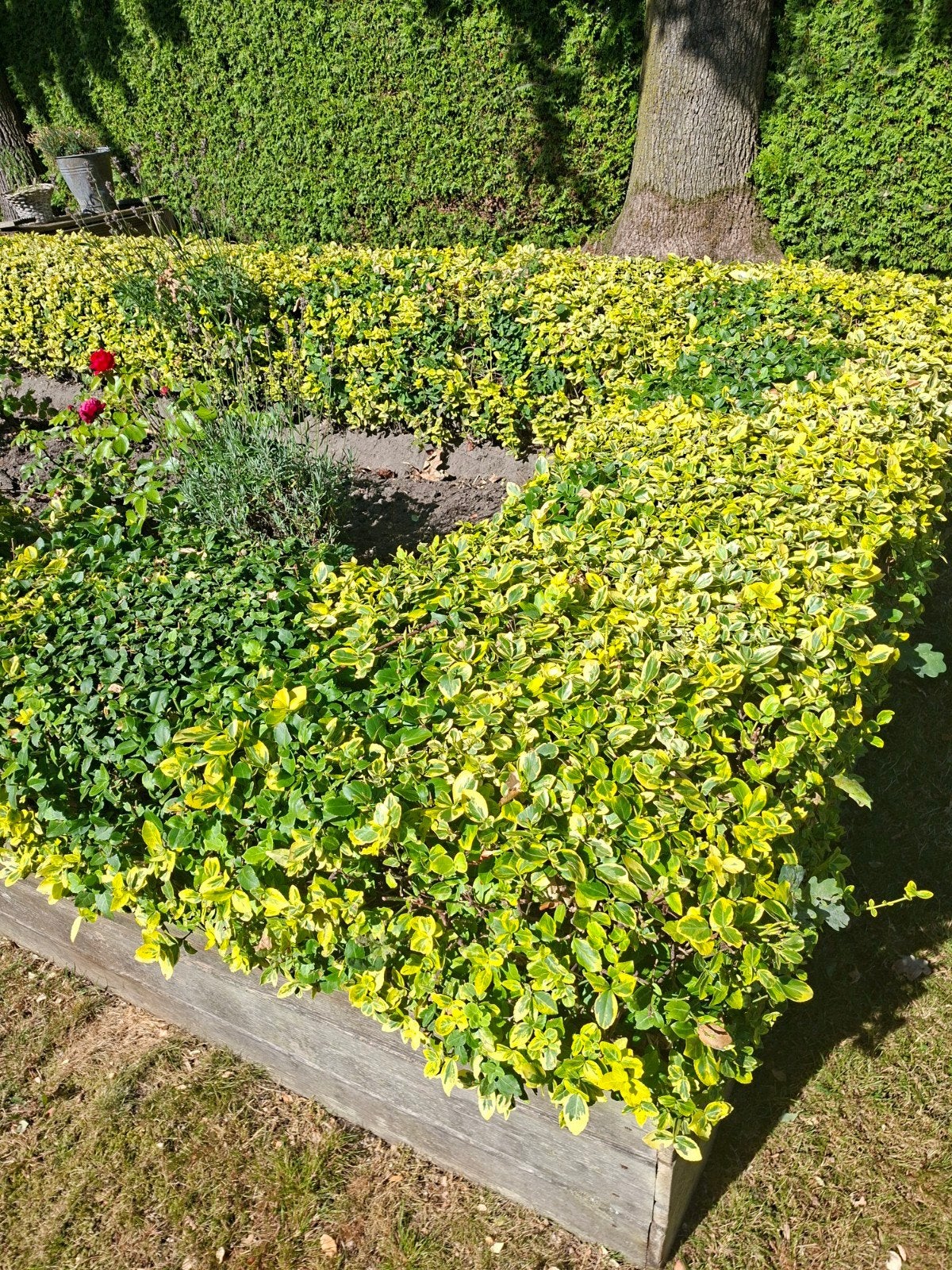 3m2 Euonymus fortunei 'Emerald 'n' Gold' - Bodembedekker, Tuin en Terras, Planten | Tuinplanten, Ophalen, Bodembedekkers, Volle zon