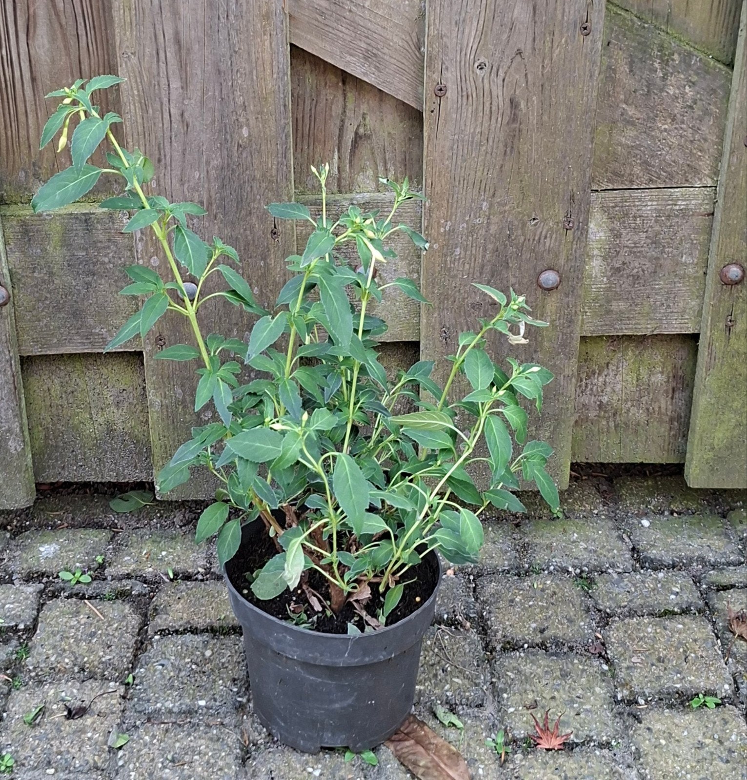Vaste roze Fuchsia magellanica electra pink en regia red, Ophalen, Vaste plant, Overige soorten, Volle zon