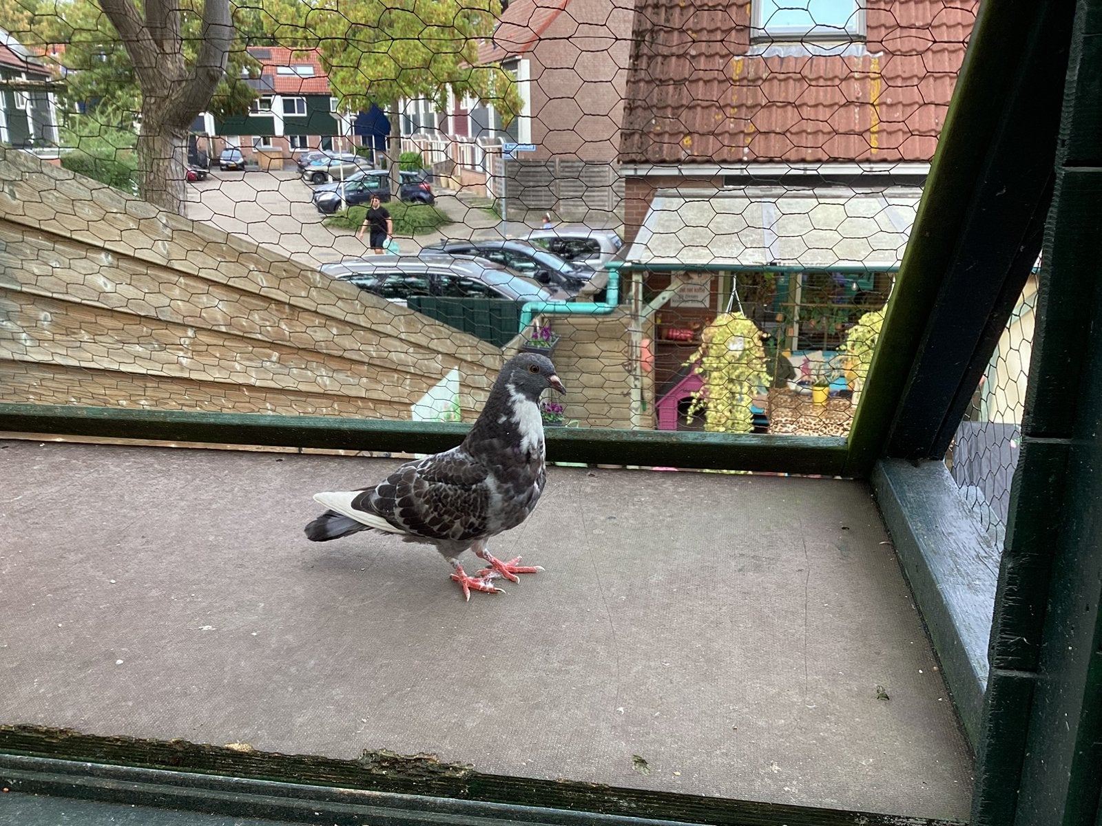 Duif, Vrouwelijk, Kropper