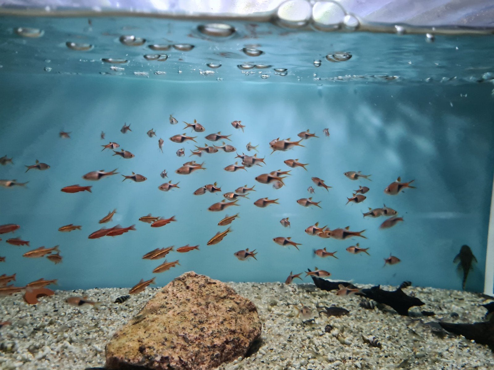 Kegelvlekbarbeel, Trigonostigma Heteromorpha, Dieren en Toebehoren, Vissen | Aquariumvissen, Vis, Zoetwatervis