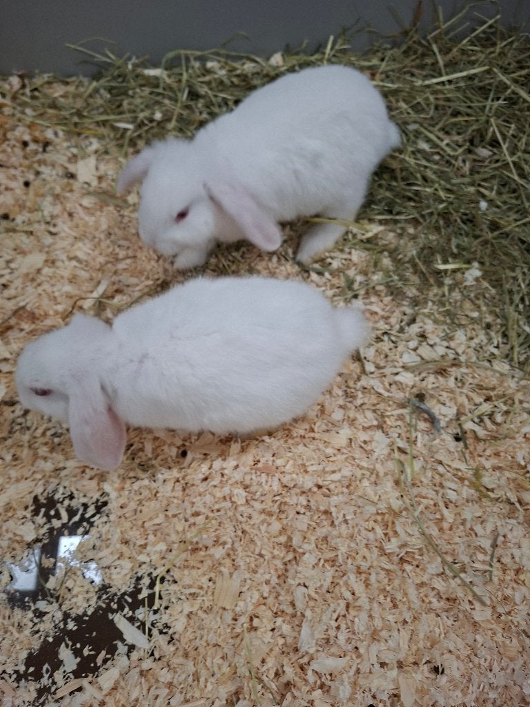 Schattige witte hangoren,, Dieren en Toebehoren, Meerdere dieren, Klein, Hangoor, 0 tot 2 jaar