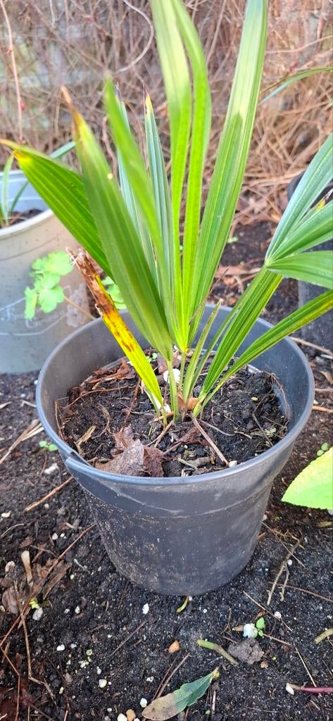 Jonge palmpjes Trachycarpus fortunei, Ophalen, Overige soorten, Volle zon