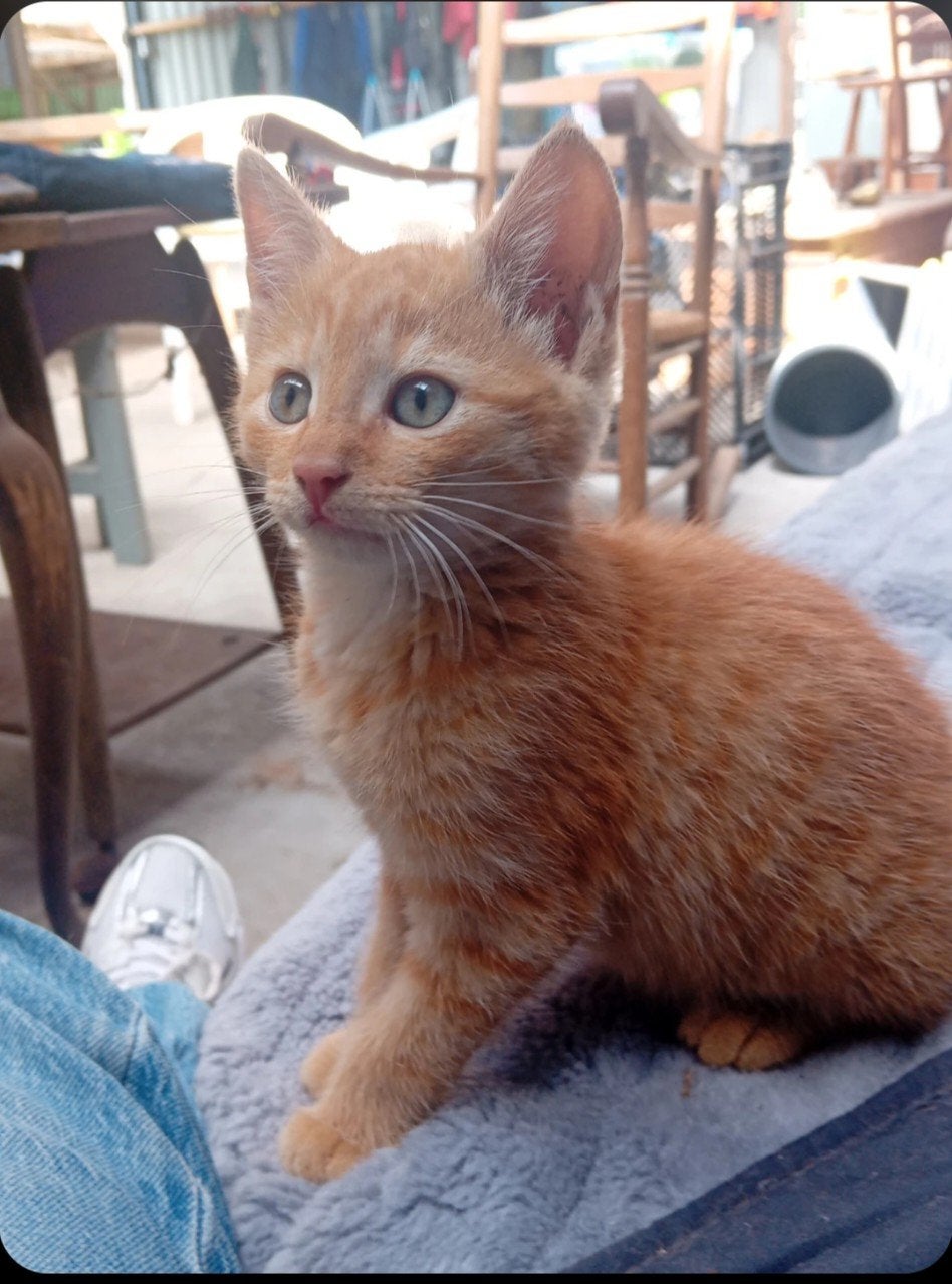 Jonge poesje / kittens, Dieren en Toebehoren, Katten en Kittens | Overige Katten, Meerdere dieren, Kortharig, 0 tot 2 jaar