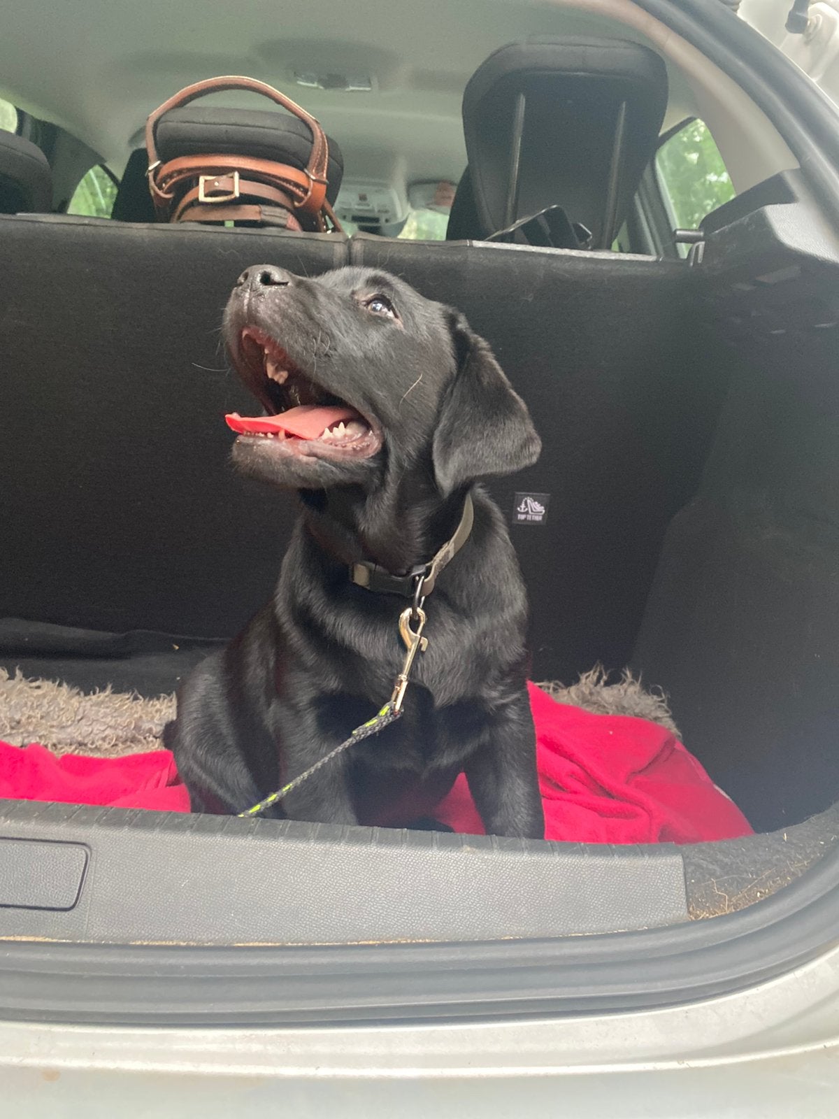 Nog 1 Zwarte Labrador pup met stamboom te lommel, Parvo, België, Fokker | Hobbymatig, 8 tot 15 weken