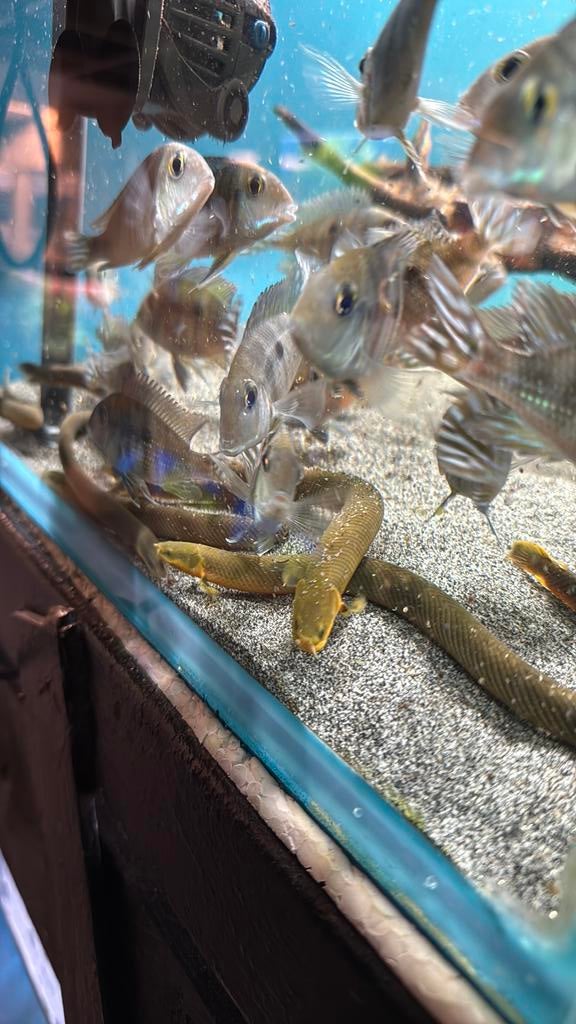 Erpetoichthys calabaricus - Afrikaanse wimpelaal, Dieren en Toebehoren, Vis, Zoetwatervis