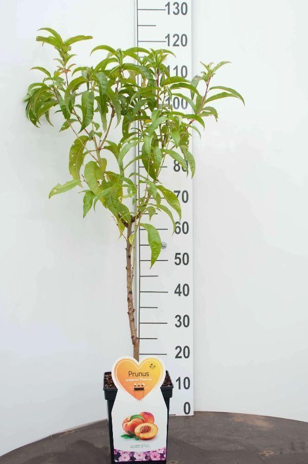 Abrikozen boom in pot, Ophalen of Verzenden, Minder dan 100 cm, In pot, Overige soorten