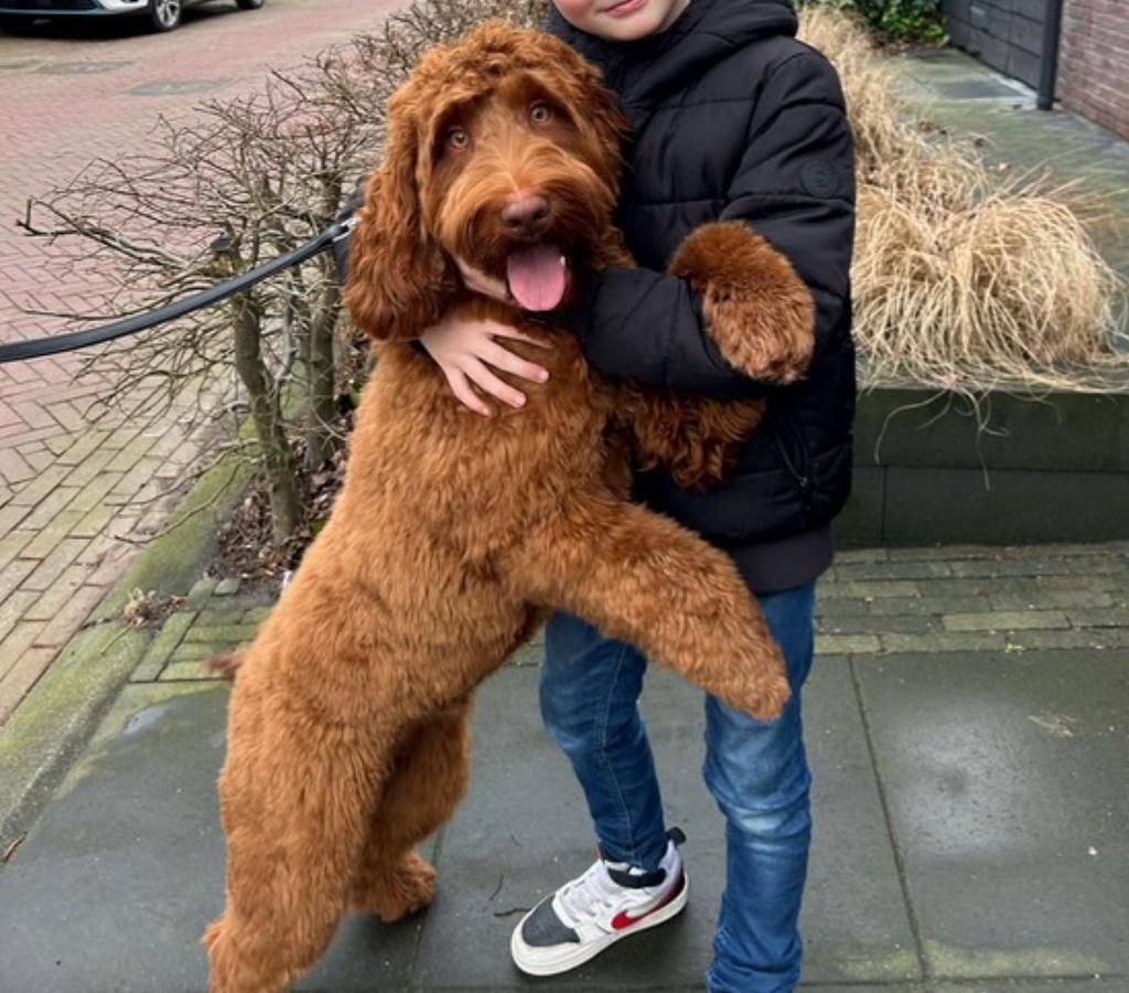 Australian labradoodle dekreu labradoodle doodle cobberdog, Reu, 1 tot 2 jaar, Parvo, Eén hond