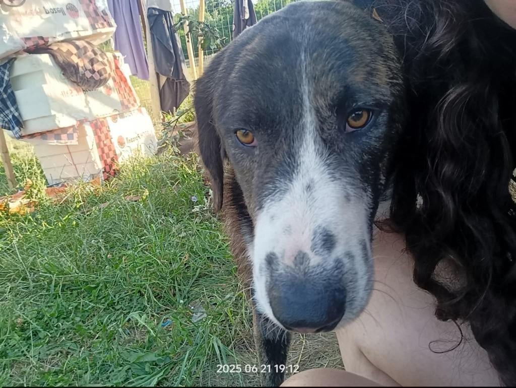 Valentino grote jongen met een zacht hart en kusjes op ..., Dieren en Toebehoren, Honden | Niet-rashonden, Particulier, Reu, 1 tot 2 jaar