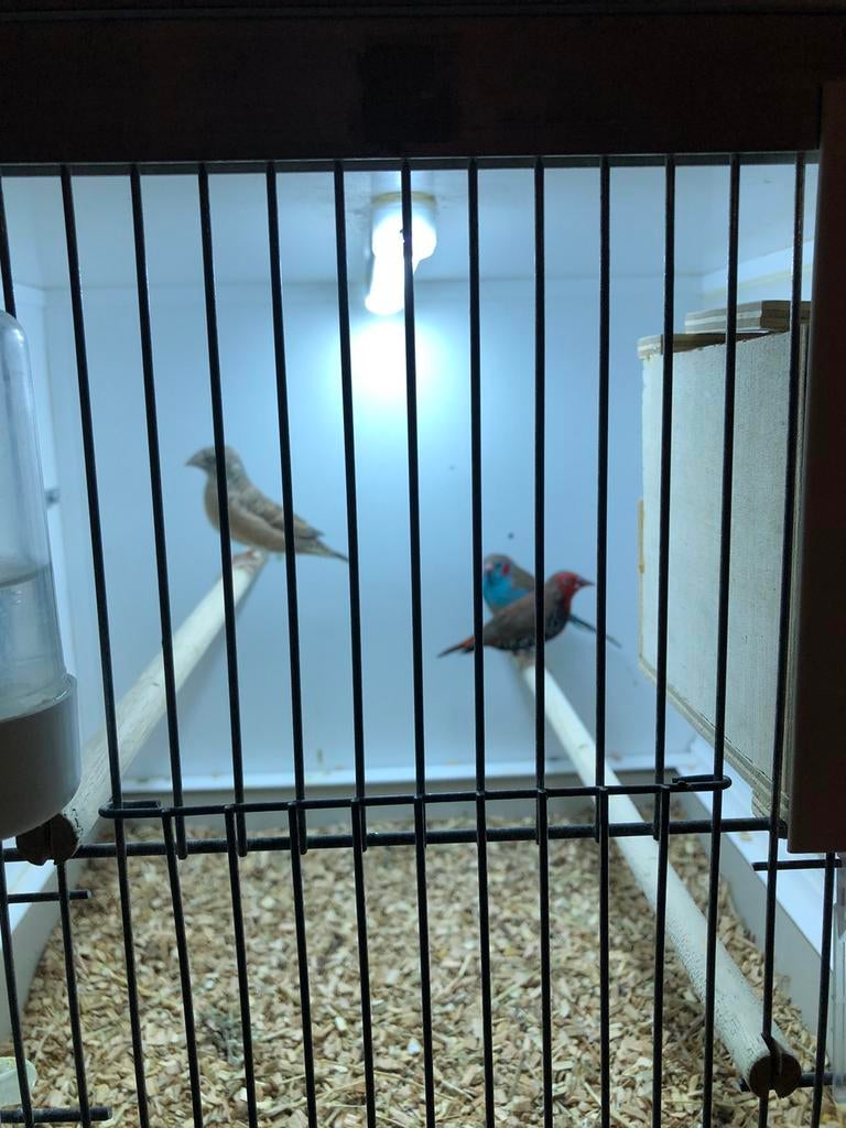Tropenvogels, Dieren en Toebehoren, Meerdere dieren, Tropenvogel