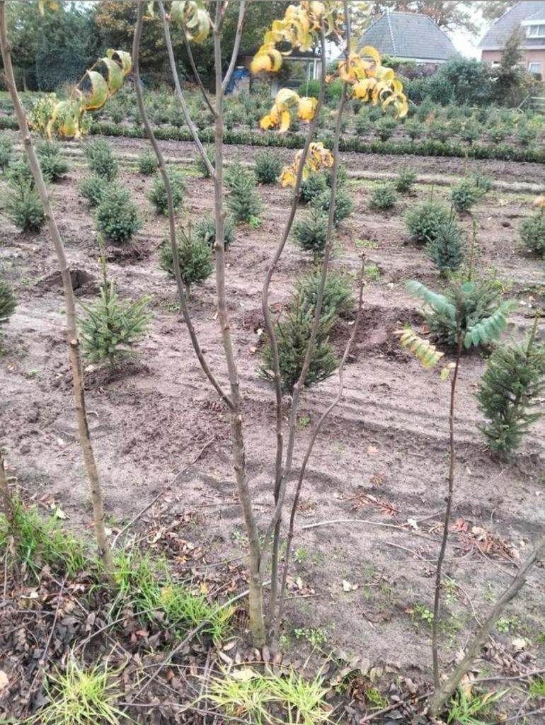 Sorbus aucuparia Lijsterbes meerstammige of boom, Tuin en Terras, Overige soorten, 100 tot 250 cm, Zomer, Ophalen