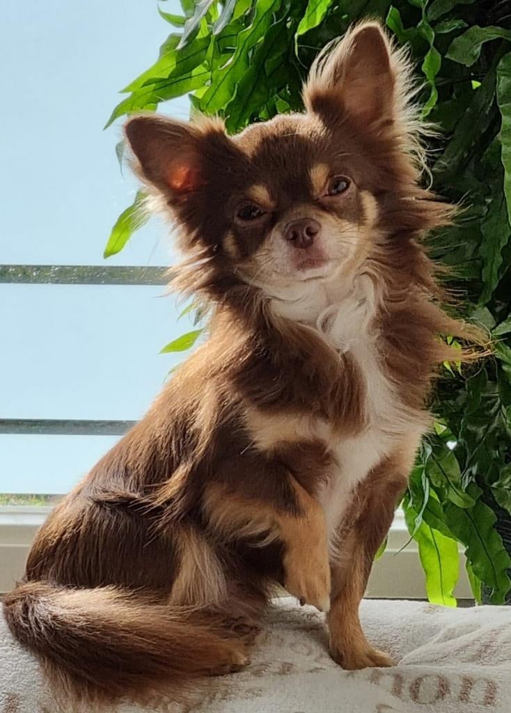 Prachtige chihuahua dekreu El Chapo, Dieren en Toebehoren, Parvo, Reu, Eén hond, 3 tot 5 jaar