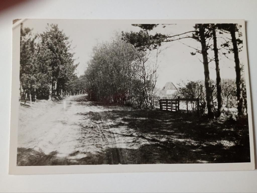 Texel Rozendijk 1950, Ophalen of Verzenden, 1940 tot 1960, Gelopen, Waddeneilanden