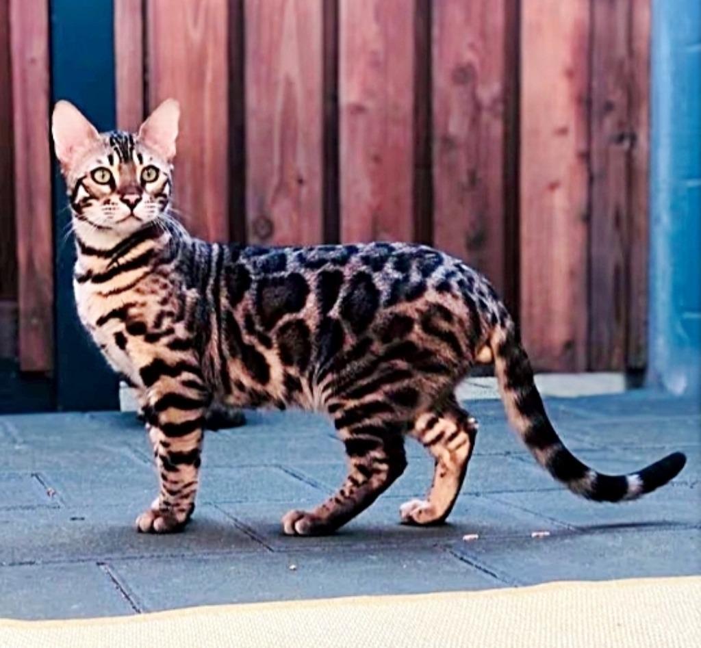 Ervaren bengaal dekkater, lief, dekcontract, stamboom, 3 tot 5 jaar