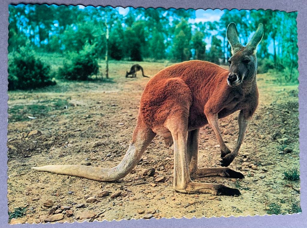Red Kangaroo, Ophalen of Verzenden, 1980 tot heden