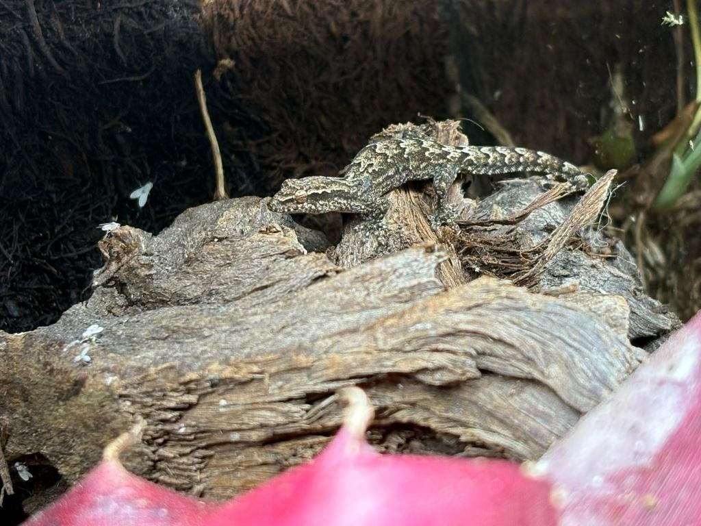 Rouwgekko (Lepidodactylus lugubris), Hagedis, 0 tot 2 jaar