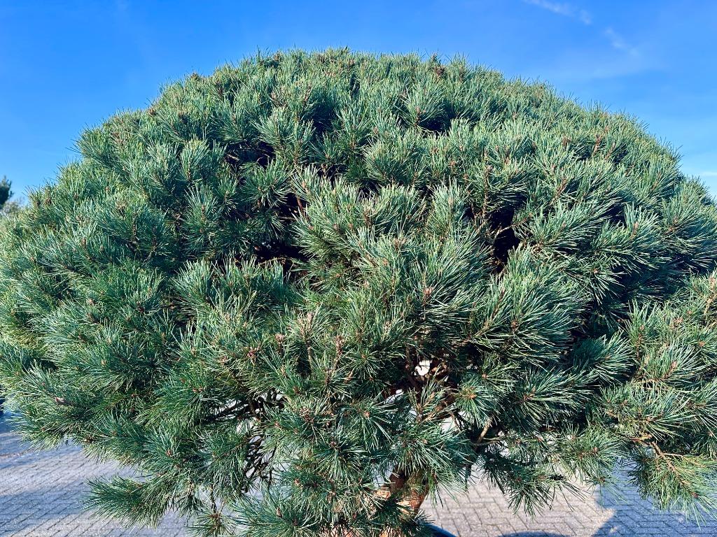 Exclusieve unieke meerstammige Pinus sylvestris Watereri!!, Bloeit niet, 100 tot 250 cm, Volle zon, In pot