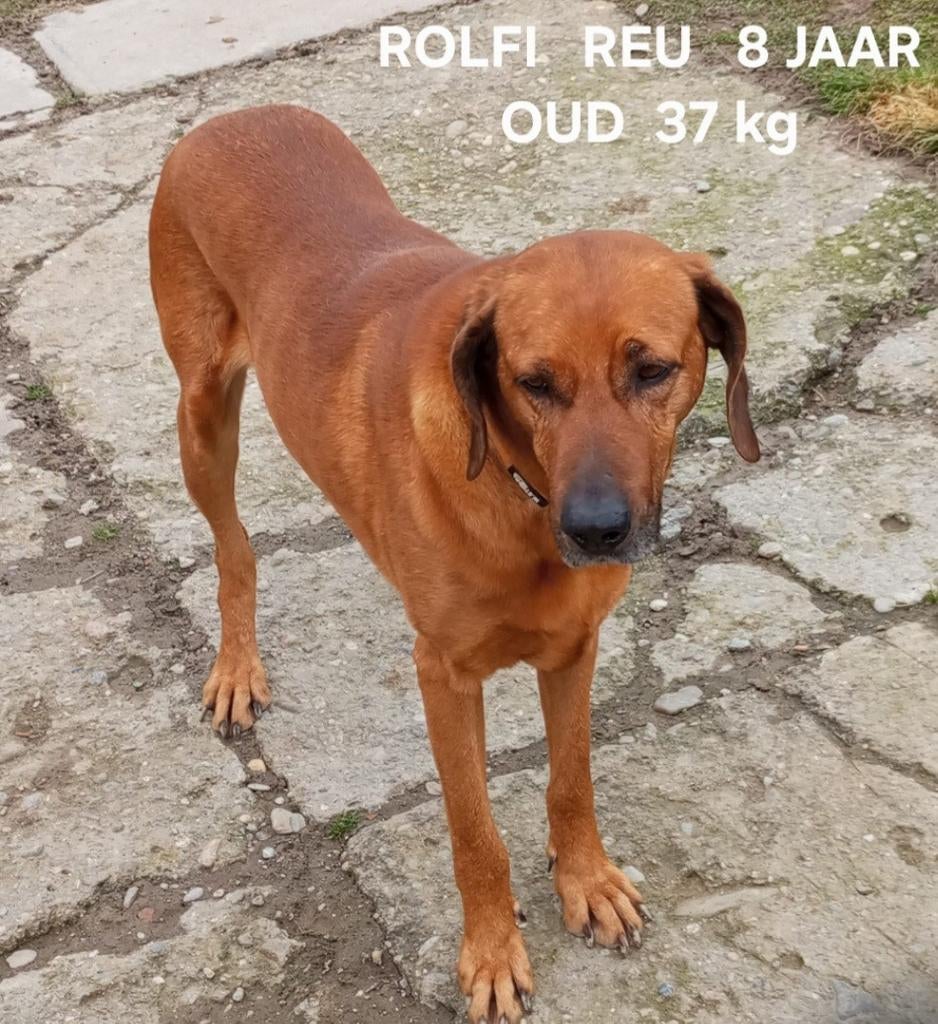 Rolfi zoekt baasje, 6 jaar of ouder, Particulier, Reu, Buitenland