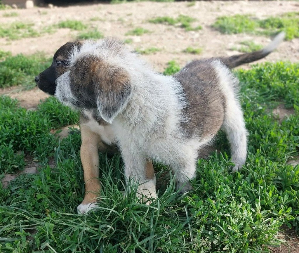 IGOR VRIENDELIJKE PUP, REUTJE, KLEINE MIDDELMAAT ZOEKT THUIS, Dieren en Toebehoren, Honden | Niet-rashonden, Particulier, 15 weken tot 1 jaar
