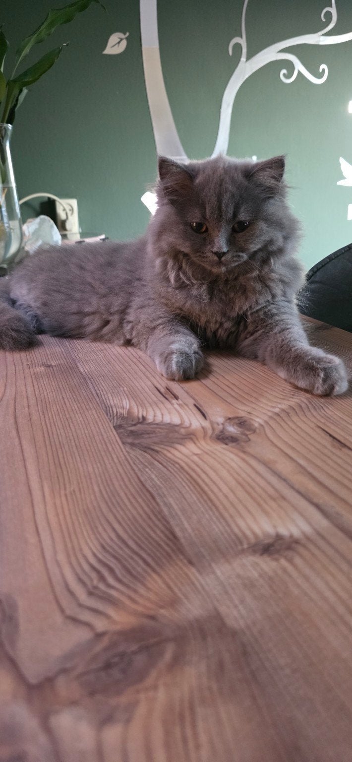 British Shorthair, Dieren en Toebehoren, Katten en Kittens | Overige Katten