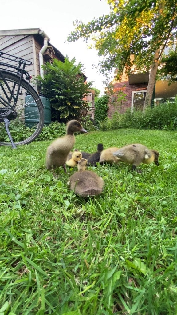 Baby Loopeendjes, Meerdere dieren, Eend