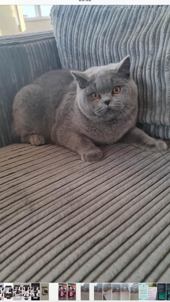 Prachtige britsekorthaar dekkater beschikbaar, 0 tot 2 jaar