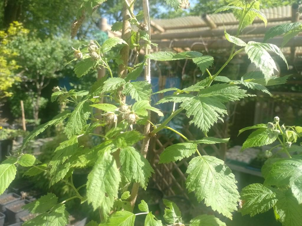 Frambozenplanten - heerlijke, verse frambozen uit eigen tuin  Planten |  Tuinplanten  Marktplaats