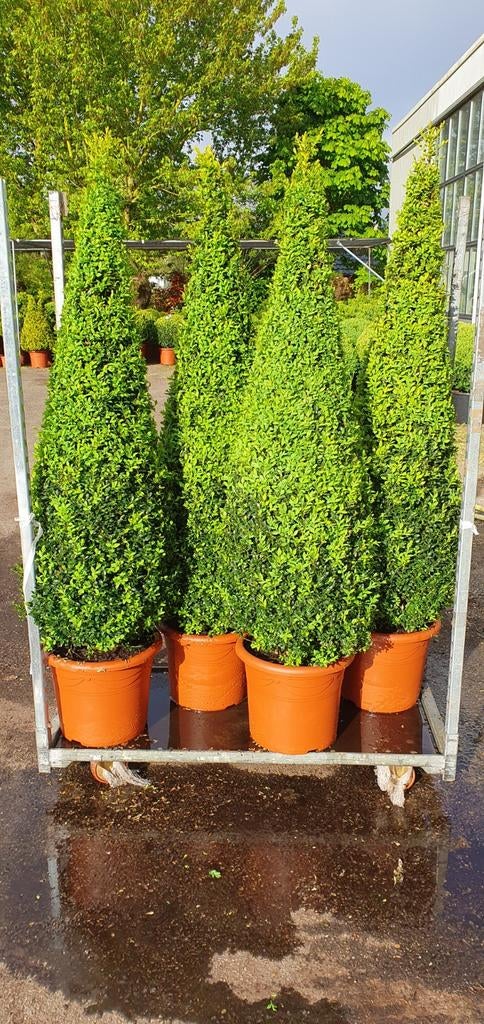 Buxus pyramide, Ophalen, Bloeit niet, Overige soorten, Volle zon