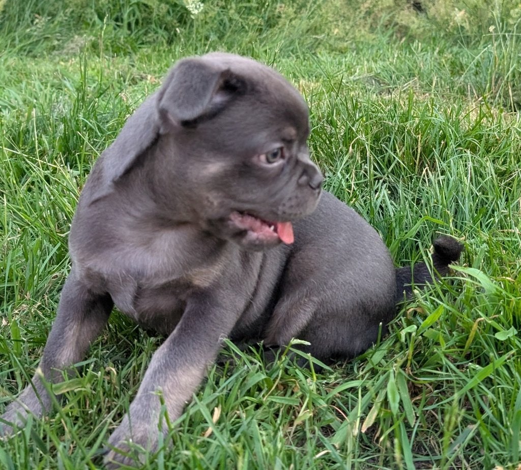 nieuwe nederlandse franse bulldog reutje, Parvo, Reu, 8 tot 15 weken, Bulldog