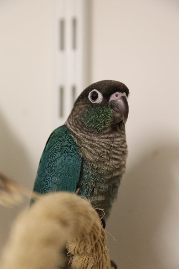 Jonge Baby Pyrrhura´s | Handtam | Nieuwsgierig | Div. Kleure, Meerdere dieren, Parkiet, Pratend