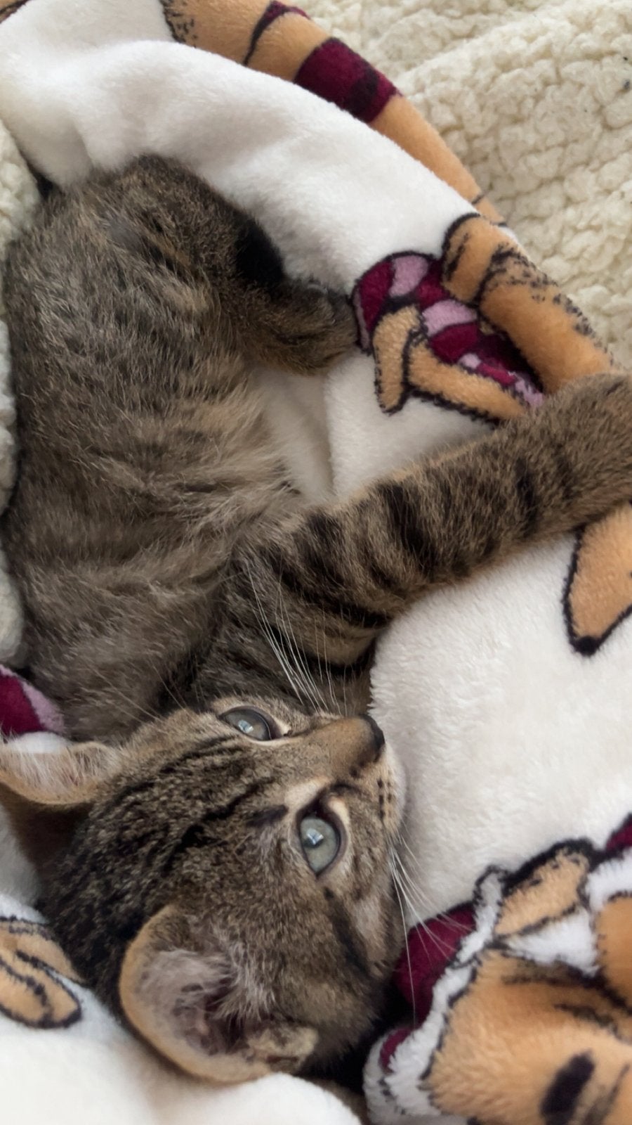 Mooie kater, Dieren en Toebehoren, Kater
