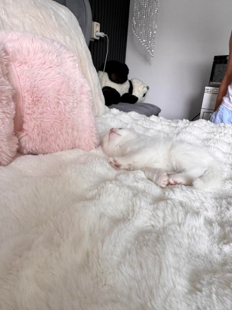 Britse korthaar kittens, Dieren en Toebehoren, Katten en Kittens | Overige Katten, Meerdere dieren